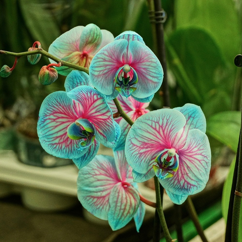Meet your Posher, Tropical Thunder!